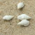 Import 1-2 cm Beautiful Top Rare Real Sea Shell Gift Fish Tank Aquarium White Conch Seashell Decorations Party Home Decor from China