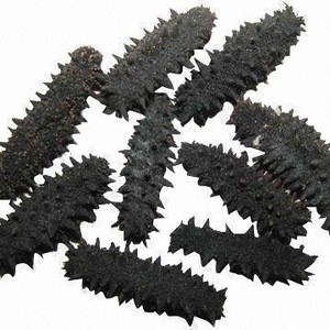 10% Discount Sea Cucumber / Dried Sea Cucumber