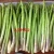 Import 100% Fresh Fresh Green Asparagus in Bulk from Vietnam