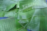 100% natural fresh banana leaf from Vietnam