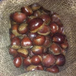 100% natural green crop raw chestnut with shell