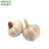 100% pure Natural Garlic extract/Garlic alliin 2%/Garlic Allicin Powder