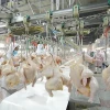 1000BPH Poultry Processing Equipment / Chicken Slaughtering Equipment / Plant