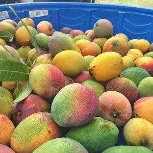 2018 Fresh Mangos