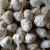 2020 price of garlic best fresh garlic with best quality  hot sales