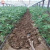 Agricultural Drip Irrigation Pipe Systems For Farm Irrigation With High Quality