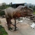 Import Animatronic dino model for park from China