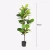 Import Artificial Ficus Bonsai Trees Plastic Faux Plastic Indoor Plants Fiddle Leaf Fig Tree from China