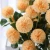 Import Artificial Flowers Wholesale Artificial Hydrangea Dandelion Bouquet Flowers Living Room Dried Flower Fake Flower Silk Flowers from China