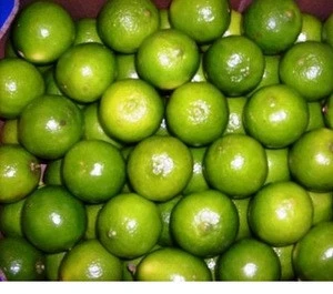 best quality Fresh Limes for sale at good price
