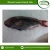 Import Best Seller of Cheap Whole Frozen Parrot Fish Seafood from Indonesia