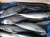 Import Big size 500g up pacific mackerel halal fish seafood products from China