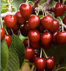 Cherry 0900 Napoleon cherry Cherry Manufacturers Turkey