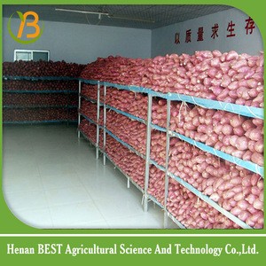 China Export Sweet Fresh Potato in mesh bag in carton