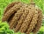 Import Chinese Broomcorn Millet/high quality and low price from China