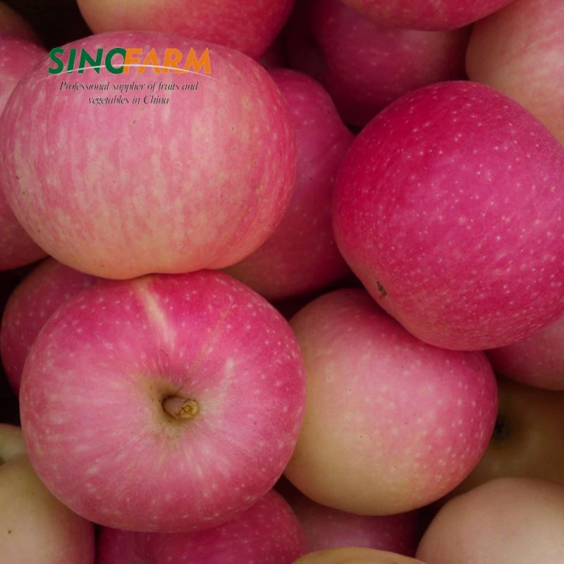 Chinese Bulk Red Fresh Apple Supplier Fresh Apple Exporters