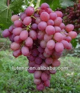 Chinese delicious Red Globe Grape