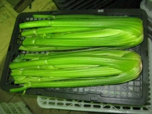 chinese fresh mixed vegetable (chinese cabbage white radish celery broccoli) )supplying all the year round