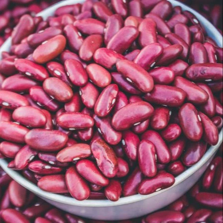 Dark Red Kidney Beans/Red Kidney beans Suppliers