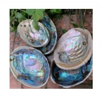 DIY Home Decoration Natural Conch Craft Sea Beach Raw Abalone Shell