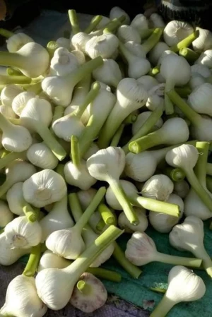 Egyptian Fresh Garlic ( Red &amp; White)