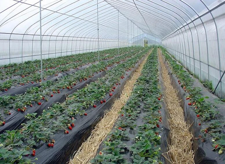 Factory direct supply single-span uv plastic for greenhouse