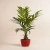 Import fake home decoration indoor bonsai potted plant ornaments artificial plant from China