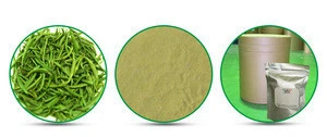 free sample HACCP Kosher FDA70% EGCG 98% polyphenol 85% catechin green tea extract