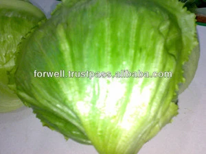 Fresh Cabbage ( white - green )