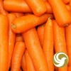 Fresh carrot From Iran - export to Doha Qatar , Emirates , Kuwait , Bahrain , Suadi Arabia , Oman , Syria