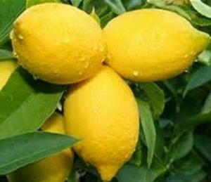 Fresh Citrus Fruits /Yellow Lemon & Lime, yellow eureka fresh lemon