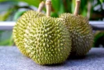 FRESH DURIANS