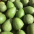 Import Fresh Hass Avocado from United Kingdom