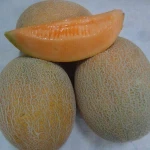 Fresh Melons/ high quality Melons
