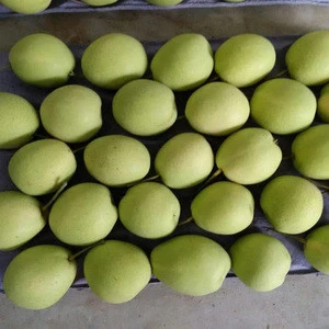 fresh pear fruit ya pear on sale shandong pear price