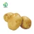 Import Fresh Potato Price per Ton (newest!!!) from China