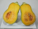 FRESH PUMPKIN/ FRESH PUMPKIN EXPORTER