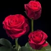 Fresh red cut roses shipped directly from Ecuador