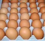 fresh table eggs
