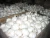 Import Fresh White Garlic from Netherlands