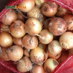 Fresh whole peeled onion