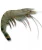 Import Frozen big size tiger shrimp for sale from USA
