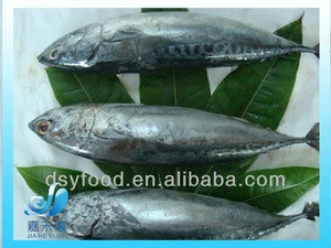 [ Frozen bonito tuna ] WR 300-500g new stock bonito tuna fish High quality For market Restaurant Freezer Ice Locker IQF seafood