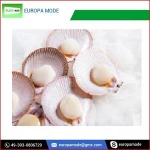 Frozen Oyster Shellfish and Shellfish of All kind
