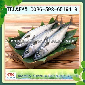 Frozen Pacific mackerel seafood export