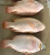 Import Frozen red tilapia Oreochromis spp from VietNam from China