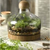 Garden wholesale vase clear glass terrarium plants with wooden base and wooden ball top