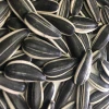 good color chinese sunflower seed 601