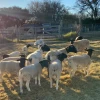 Healthy Livestock Animals like Goats & Sheep For Sale