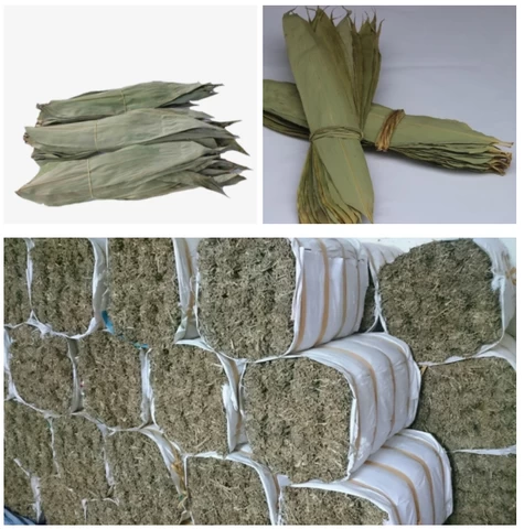 high quality bamboo leaf extract bamboo leaves No pollution Fresh/ Sushi bamboo leaves